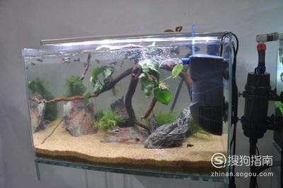 適合觀賞魚缸的幾種魚類：適合養在小型魚缸中的幾種魚類，適合觀賞魚缸中的魚類 適合觀賞魚缸的幾種魚類：適合養在小型魚缸中的幾種魚類，適合觀賞魚缸中的魚類 魚缸百科 第2張