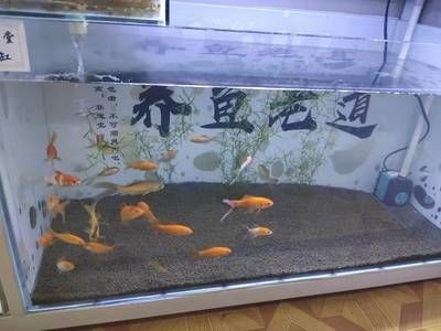 適合觀賞魚缸的幾種魚類:適合養在小型魚缸中的幾種魚類,適合觀賞魚缸中的魚類 魚缸百科 第3張 適合觀賞魚缸的幾種魚類:適合養在小型魚缸中的幾種魚類,適合觀賞魚缸中的魚類 適合觀賞魚缸的幾種魚類:適合養在小型魚缸中的幾種魚類,適合觀賞魚缸中的魚類 魚缸百科 第3張