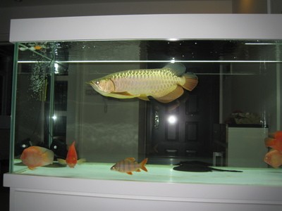 登封市市區太平洋水族魚具店（登封市市區太平洋水族魚具店電話）