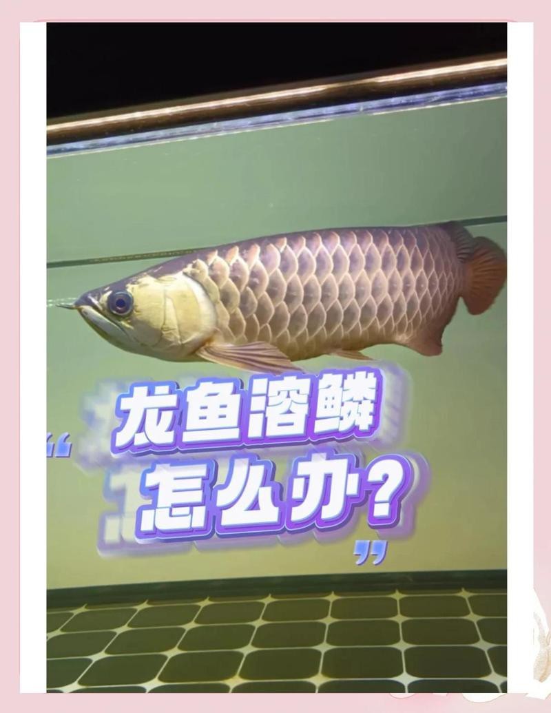 過背金龍魚有哪些常見的疾病？