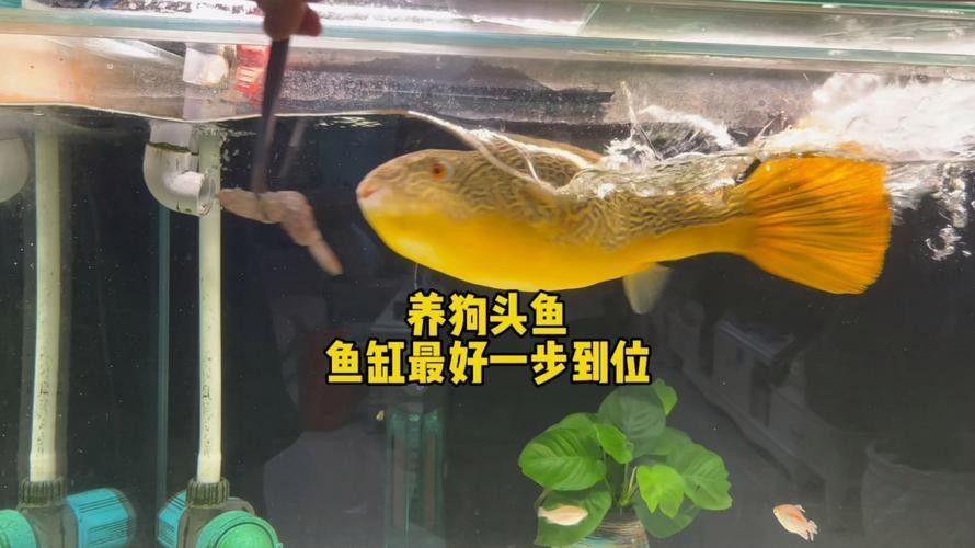 狗頭魚可以和龍魚混養嗎圖片大全