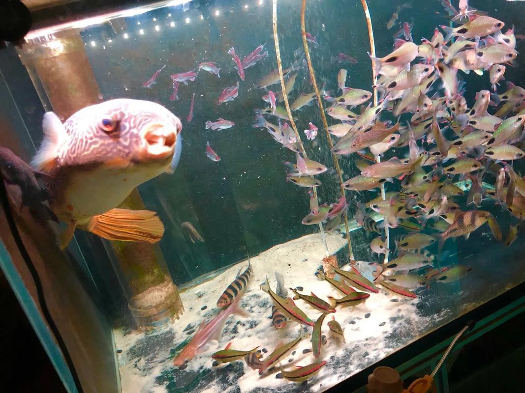 狗頭魚可以和龍魚混養嗎圖片大全