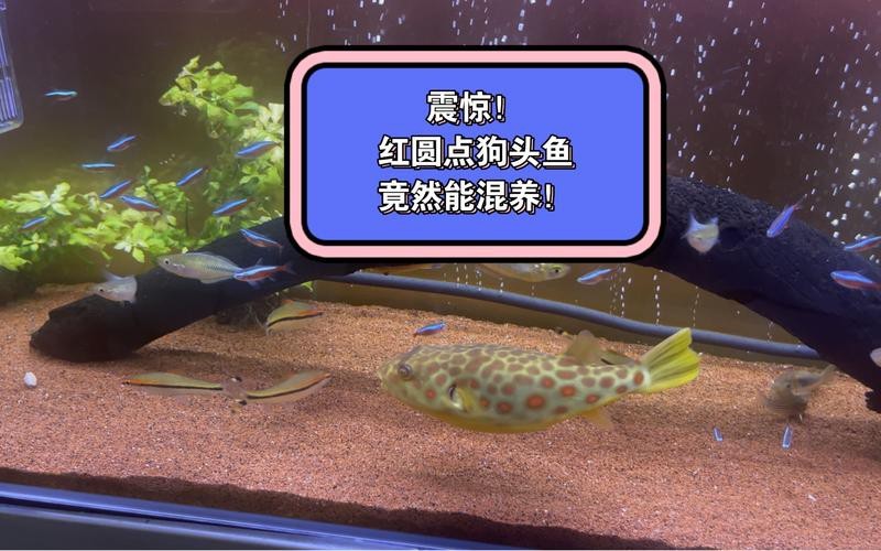 狗頭魚可以和龍魚混養嗎圖片大全