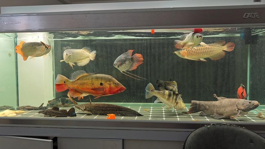 狗頭魚可以和龍魚混養嗎圖片大全