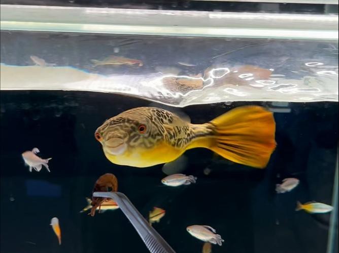 狗頭魚可以和龍魚混養嗎圖片大全