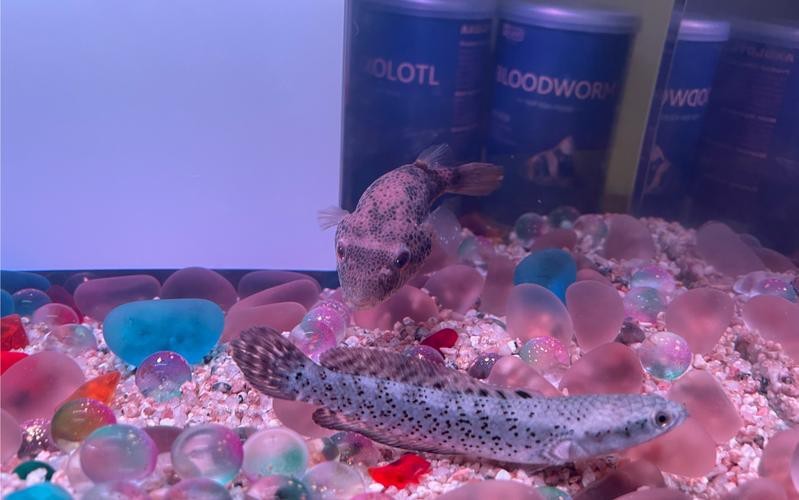 狗頭魚可以和龍魚混養嗎圖片大全