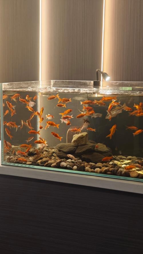 狗頭魚可以和龍魚混養嗎圖片大全
