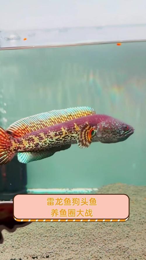 狗頭魚可以和龍魚混養嗎圖片大全