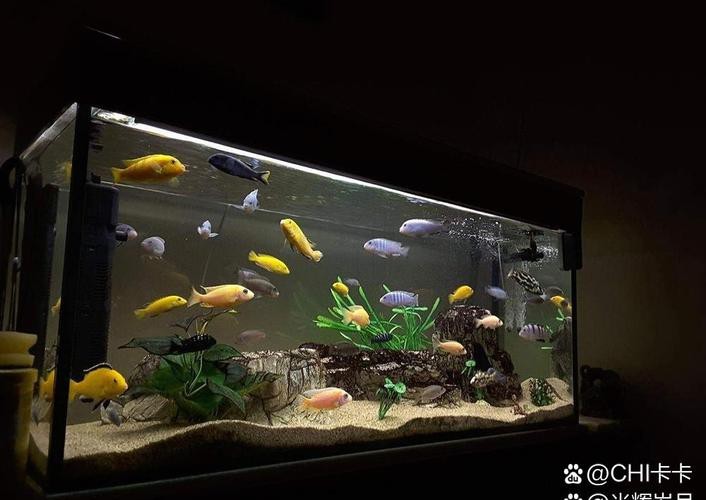 狗頭魚可以和龍魚混養嗎圖片大全