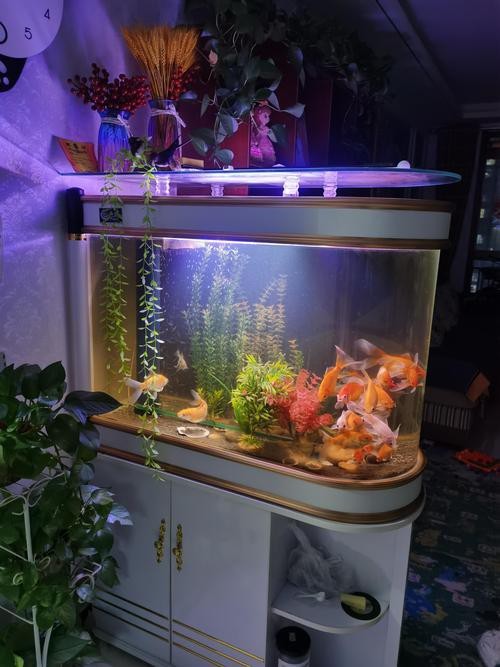 狗頭魚可以和龍魚混養嗎圖片大全
