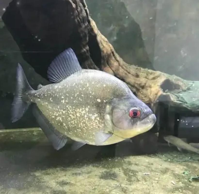 狗頭魚可以和龍魚混養嗎圖片大全