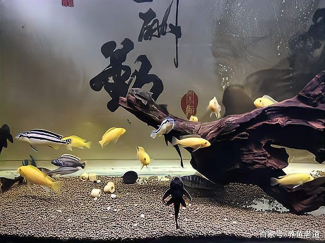 狗頭魚可以和龍魚混養嗎圖片大全