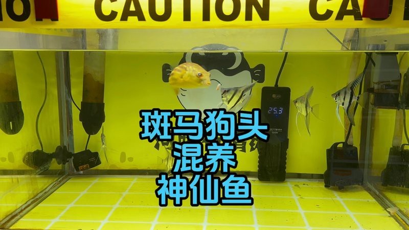 狗頭魚可以和龍魚混養嗎圖片大全