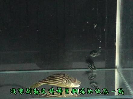 狗頭魚可以和龍魚混養嗎圖片大全