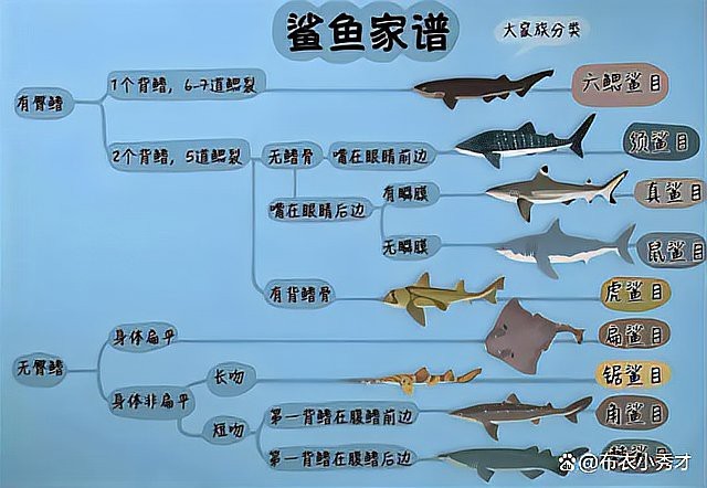 鯊魚圖片大全大圖 鯊魚圖片大全大圖 龍魚論壇 第4張