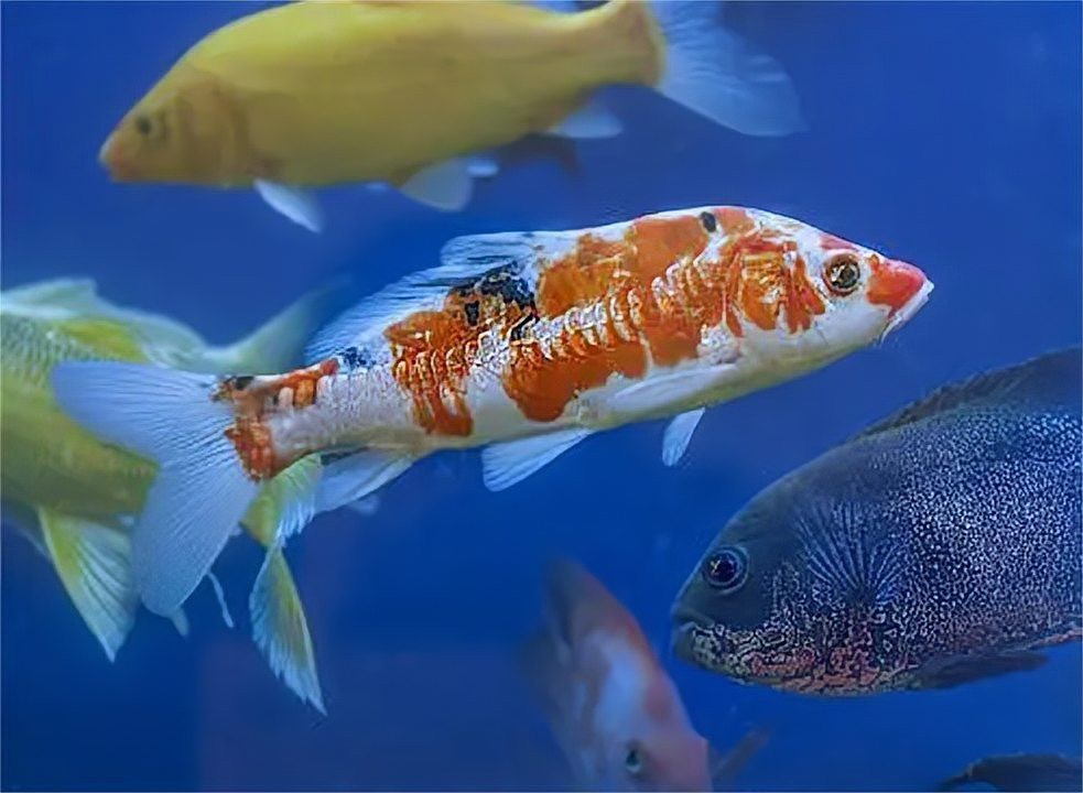 德系錦鯉貴還是日系貴 德系錦鯉貴還是日系貴 龍魚(yú)論壇 第6張