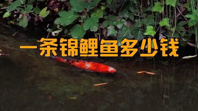 德系錦鯉貴還是日系貴 德系錦鯉貴還是日系貴 龍魚(yú)論壇 第5張