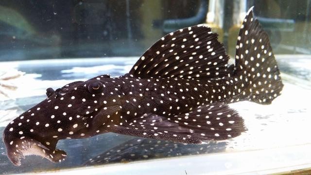 唐山海港小貝水族店（唐山海港小貝水族店電話）