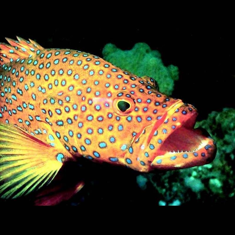 紅石斑魚是什么魚 龍魚論壇 第7張 紅石斑魚是什么魚 紅石斑魚是什么魚 龍魚論壇 第7張