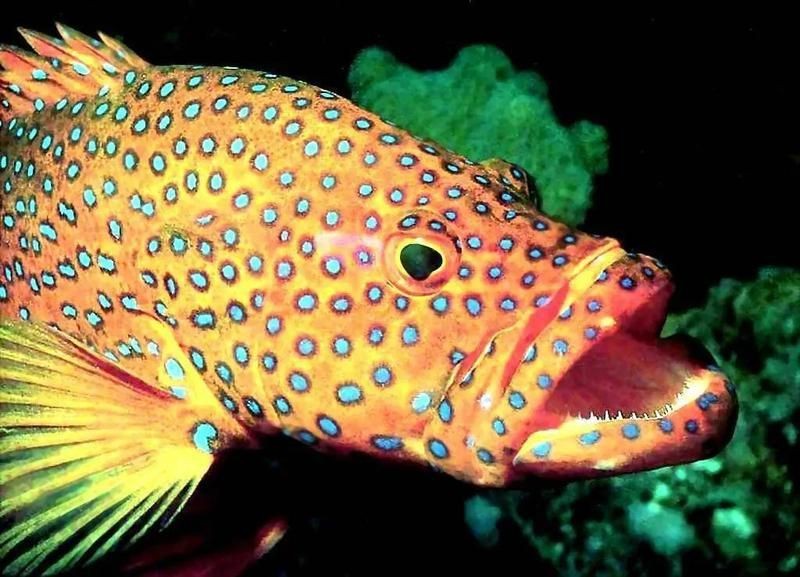 紅石斑魚是什么魚 龍魚論壇 第9張 紅石斑魚是什么魚 紅石斑魚是什么魚 龍魚論壇 第9張