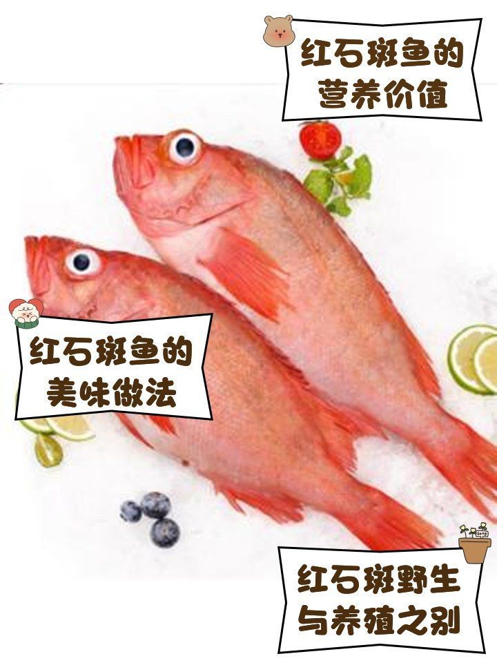 紅石斑魚是什么魚 龍魚論壇 第11張 紅石斑魚是什么魚 紅石斑魚是什么魚 龍魚論壇 第11張