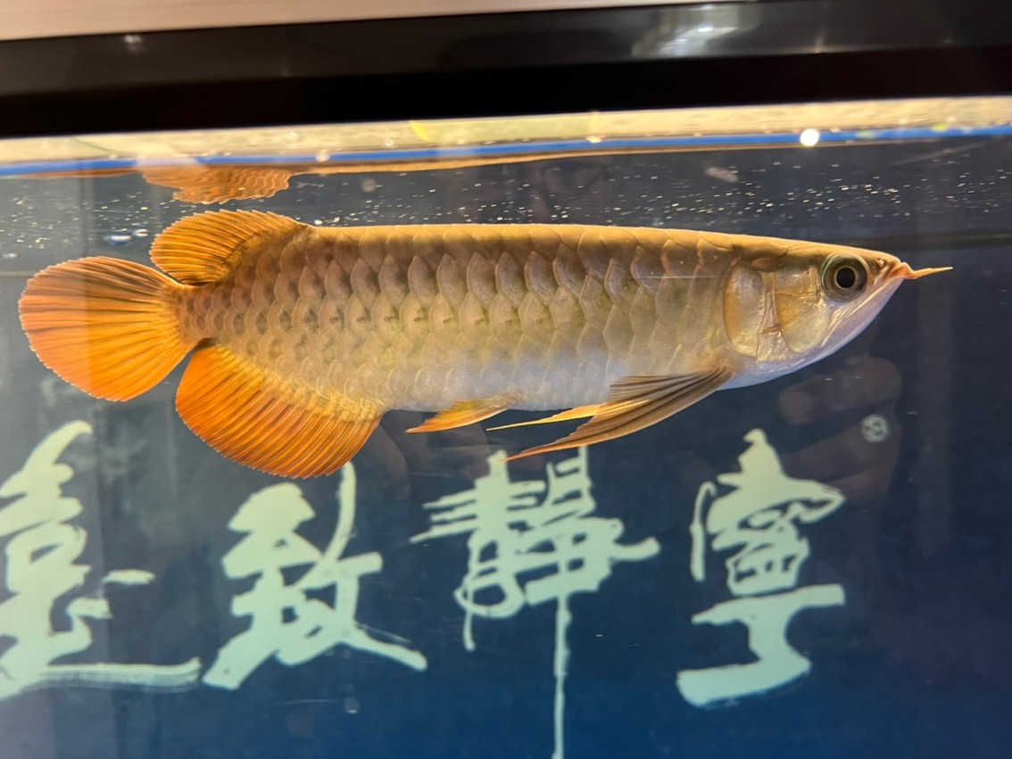 紀錄入缸第五個月