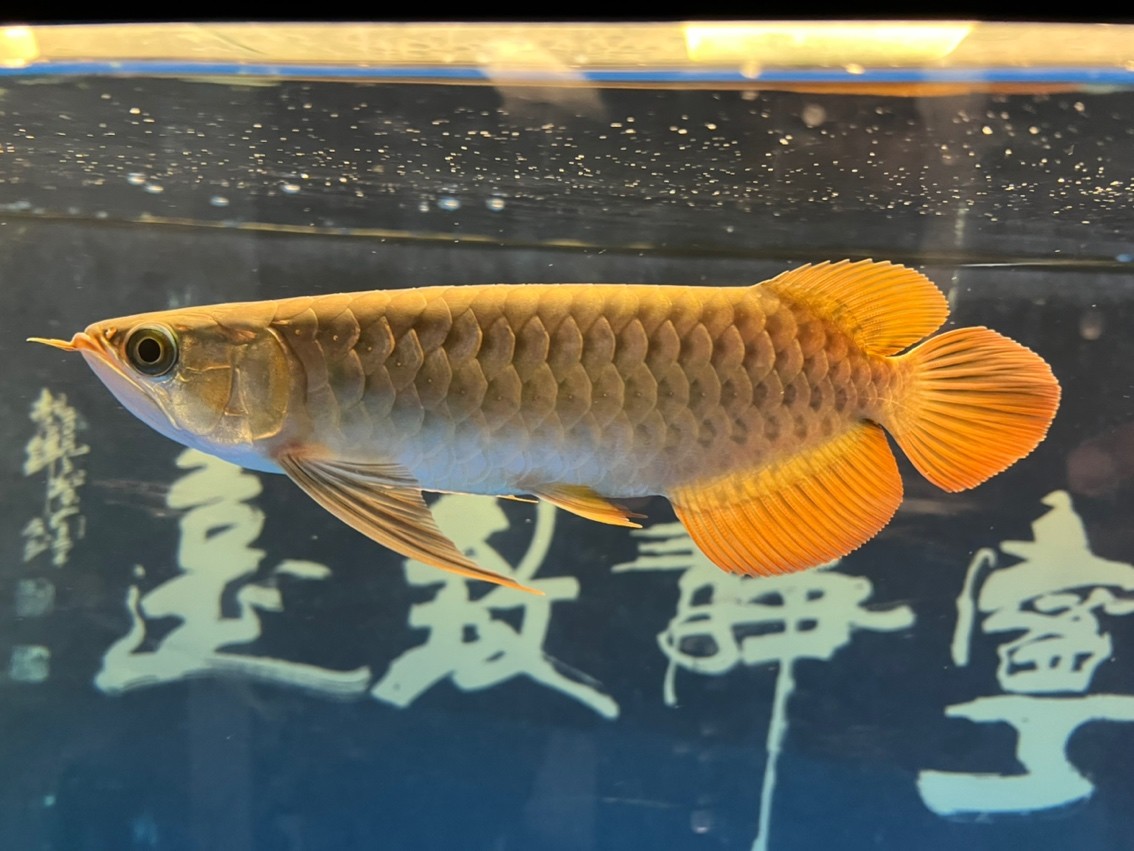 紀錄入缸第五個月