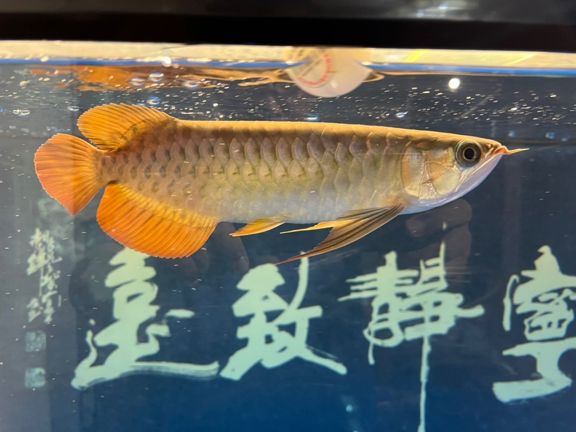 紀錄入缸第五個月