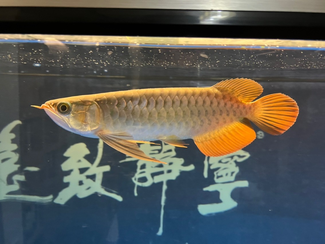 紀錄入缸第五個月