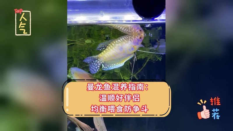 紅寶石魚和曼龍魚混養好嗎圖片