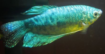 紅寶石魚和曼龍魚混養好嗎圖片