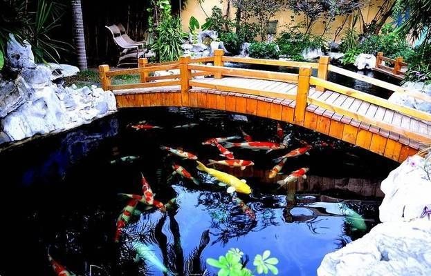 魚缸可以只加水不換水嗎:魚缸只加水不換水的方法是可行的,但需要滿足一定條件 魚缸百科 第3張 魚缸可以只加水不換水嗎:魚缸只加水不換水的方法是可行的,但需要滿足一定條件 魚缸可以只加水不換水嗎:魚缸只加水不換水的方法是可行的,但需要滿足一定條件 魚缸百科 第3張