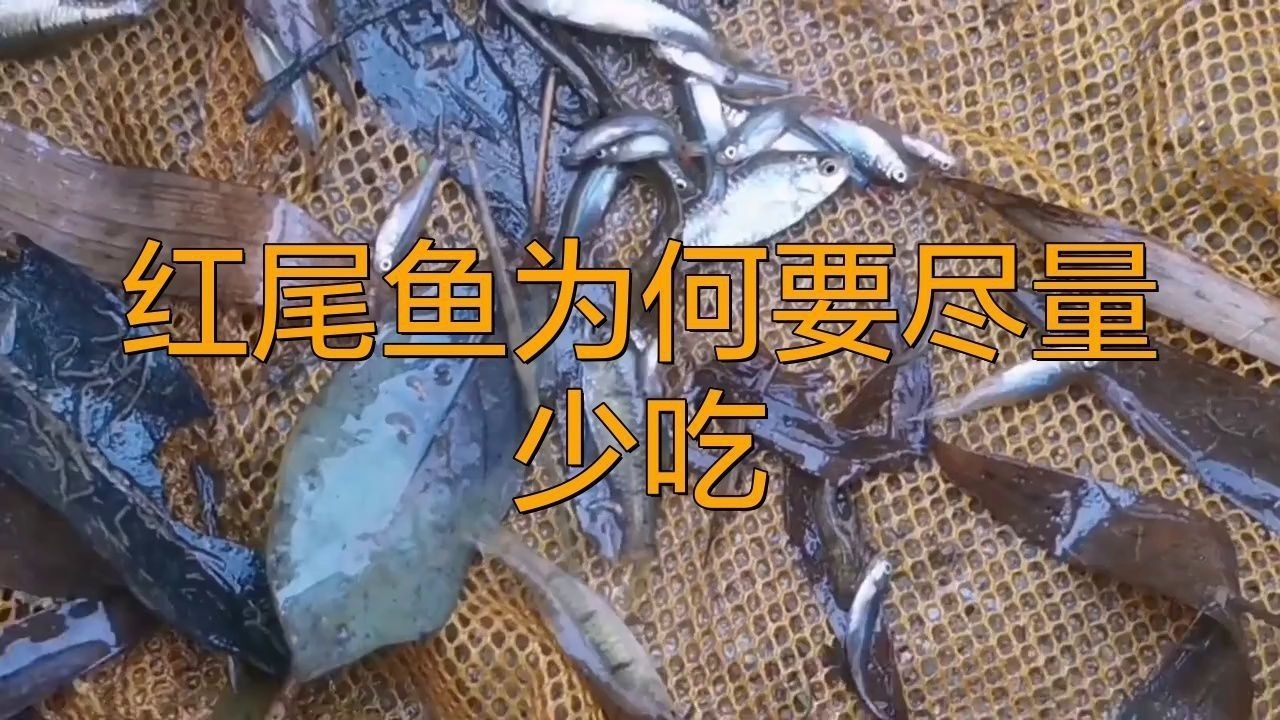 紅尾魚為何不建議吃 紅尾魚為何不建議吃 龍魚論壇 第5張