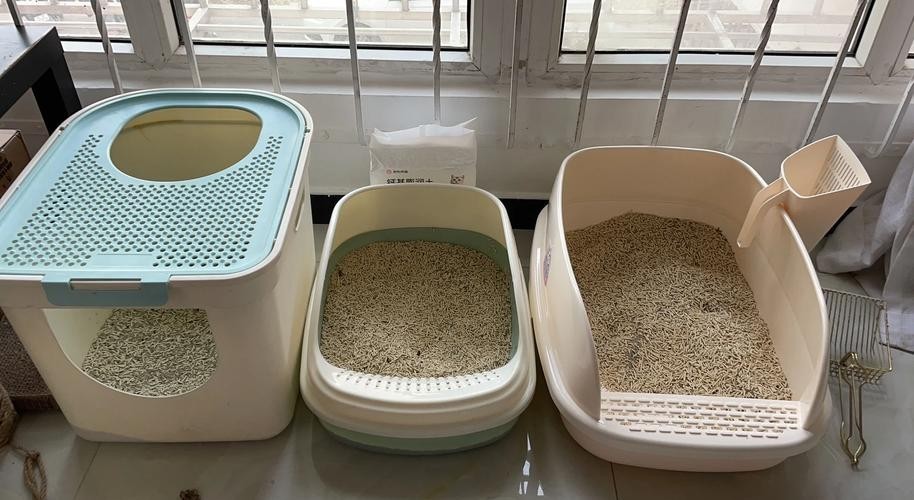龍貓和貓哪個更適合新手？