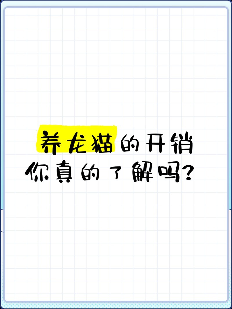 龍貓和貓哪個更適合新手？