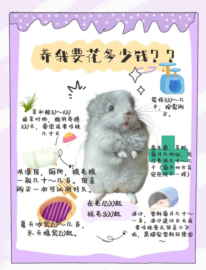 龍貓和貓哪個更適合新手？