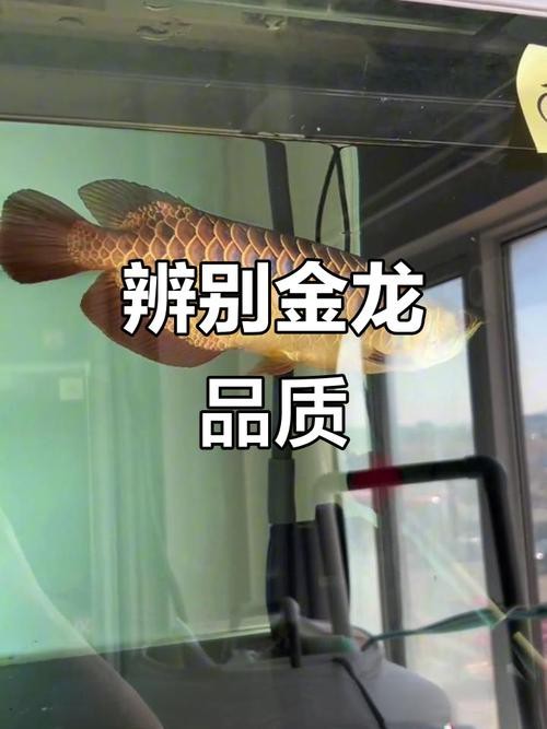 金龍魚品相區分圖片