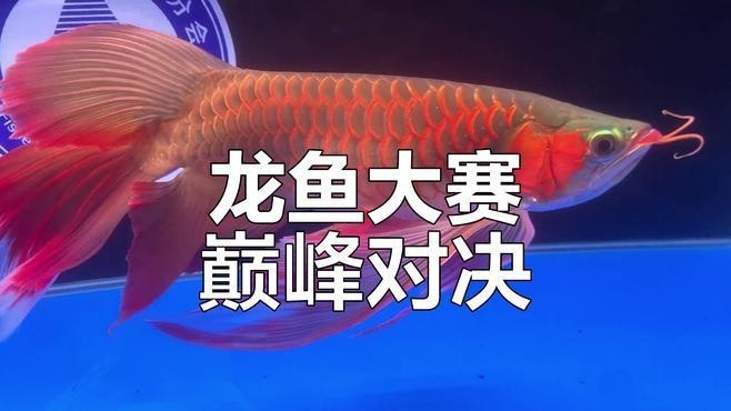 長城杯龍魚大賽冠軍一覽表 長城杯龍魚大賽冠軍一覽表 2025長城杯龍魚大賽 第4張