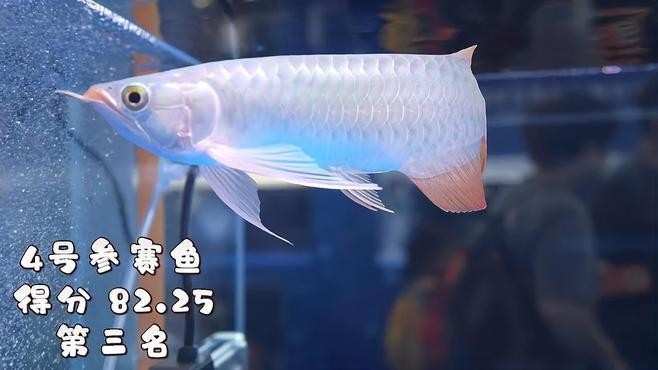 長城杯龍魚大賽冠軍一覽表 長城杯龍魚大賽冠軍一覽表 2025長城杯龍魚大賽 第7張