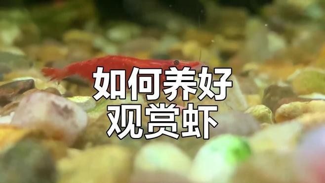 如何判斷觀賞蝦是否吃飽？
