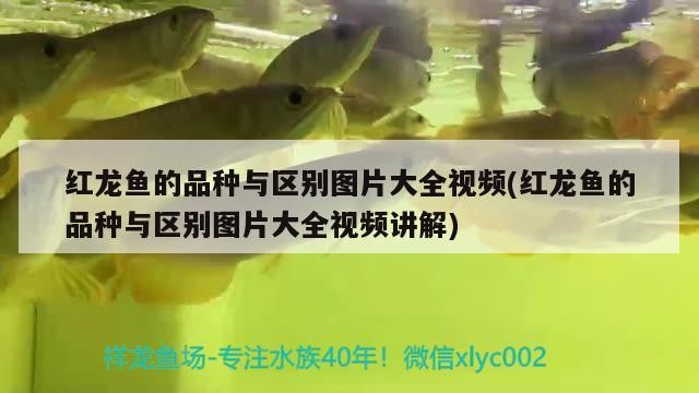 紅龍魚的品種與區別圖片大全視頻(紅龍魚的品種與區別圖片大全視頻講解)