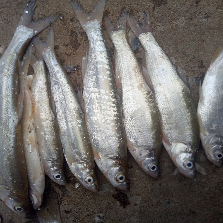 尚魚(yú)長(zhǎng)什么樣圖片 尚魚(yú)長(zhǎng)什么樣圖片 龍魚(yú)論壇 第3張