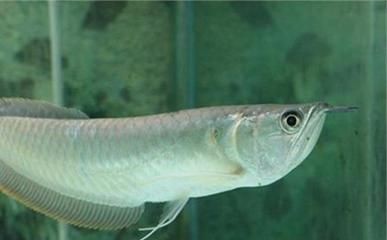 龍魚吃了吐出來再吃會死嗎：龍魚吃了吐出來再吃會導致死亡，但這種行為可能反映出健康問題 龍魚吃了吐出來再吃會死嗎：龍魚吃了吐出來再吃會導致死亡，但這種行為可能反映出健康問題 龍魚百科 第2張