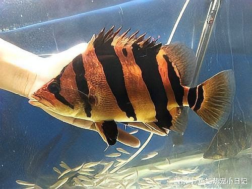 虎魚(yú)和什么魚(yú)混養(yǎng)