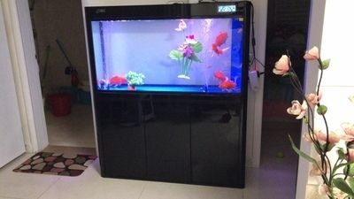 如何挑選小紅龍魚苗