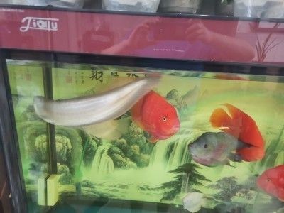 如何挑選小紅龍魚苗