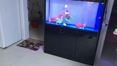 如何挑選小紅龍魚苗