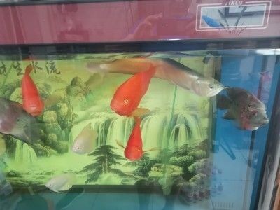 如何挑選小紅龍魚苗