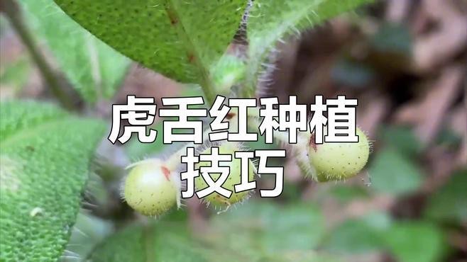 多肉紅老虎怎樣養好 多肉紅老虎怎樣養好 龍魚論壇 第3張