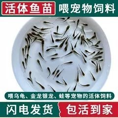 龍魚吃的小魚在哪買